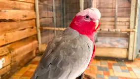 Zdjęcia: Odkryj Niezwykłe Zimowe Ferie w Papugarni Mazury! - zdjęcie 12