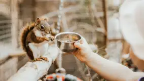 Zdjęcia: Odkryj Niezwykłe Zimowe Ferie w Papugarni Mazury! - zdjęcie 7