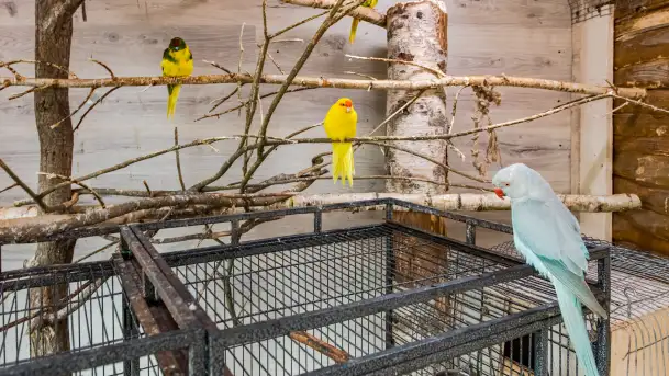 Zdjęcia: Odkryj Niezwykłe Zimowe Ferie w Papugarni Mazury! - zdjęcie 1