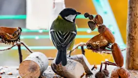 Redakcyjny karmnik sprawdził się zimą, styczeń 2024 r. - zdjęcie 15