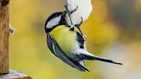 Redakcyjny karmnik sprawdził się zimą, styczeń 2024 r. - zdjęcie 9