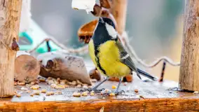 Redakcyjny karmnik sprawdził się zimą, styczeń 2024 r. - zdjęcie 8