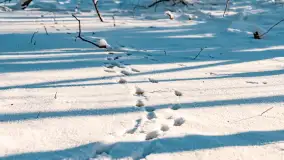 Zimowe jezioro Gołdopiwo w okolicach Przerwanek, styczeń 2024 r. - zdjęcie 41