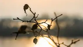 Przed zachodem słońca nad jeziorem Grajewko, luty 2024 r. - zdjęcie 9