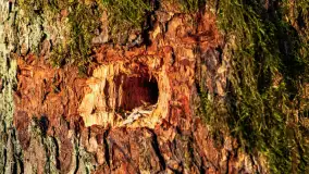 Zachód słońca w zatoce Skonał, nad jeziorem Tałty, marzec 2024 r. - zdjęcie 22