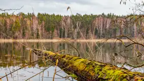 Mazurska przyroda w połowie marca 2024 r. - zdjęcie 1