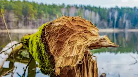 Mazurska przyroda w połowie marca 2024 r. - zdjęcie 22