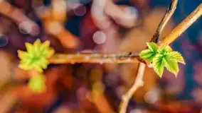 Mazurska przyroda w połowie marca 2024 r. - zdjęcie 13