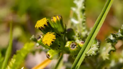 Mamy dowody na rozkwit wiosny na Mazurach, końcówka marca 2024 r.