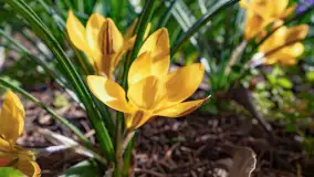 Mamy dowody na rozkwit wiosny na Mazurach, końcówka marca 2024 r. - zdjęcie 5