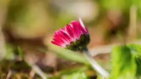 Mamy dowody na rozkwit wiosny na Mazurach, końcówka marca 2024 r. - zdjęcie 12