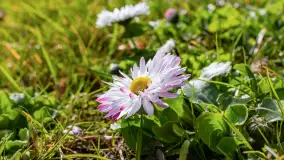 Mamy dowody na rozkwit wiosny na Mazurach, końcówka marca 2024 r. - zdjęcie 18