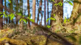 Wiosna i zachód słońca na półwyspie Kula, kwiecień 2024 r. - zdjęcie 17