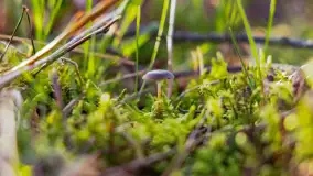 Wiosna i zachód słońca na półwyspie Kula, kwiecień 2024 r. - zdjęcie 42