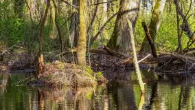 Wiosna i zachód słońca na półwyspie Kula, kwiecień 2024 r. - zdjęcie 11