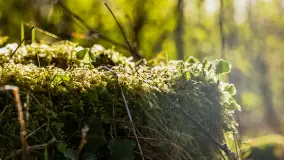 Wiosna i zachód słońca na półwyspie Kula, kwiecień 2024 r. - zdjęcie 25