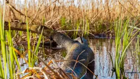 Wiosna i zachód słońca na półwyspie Kula, kwiecień 2024 r. - zdjęcie 5