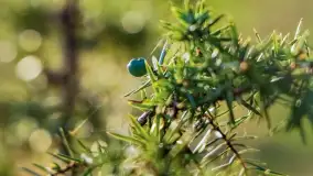 Wiosna i zachód słońca na półwyspie Kula, kwiecień 2024 r. - zdjęcie 13