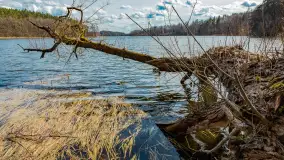 Wiosna i polana Wydra przy jeziorze Tyrkło, marzec 2024 r. - zdjęcie 20