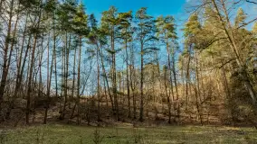 Wiosna i polana Wydra przy jeziorze Tyrkło, marzec 2024 r. - zdjęcie 31