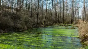 Śluza Leśniewo Górne na wiosennych ujęciach, marzec 2024 r. - zdjęcie 2