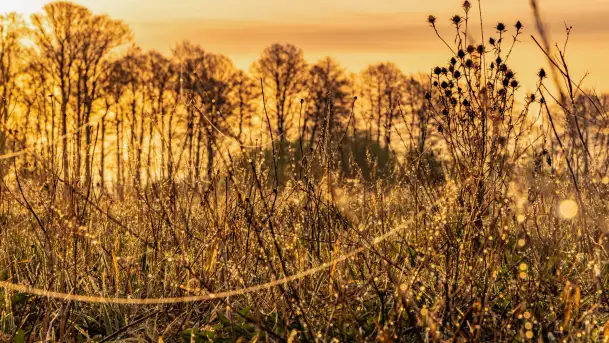Mazurskie pajęczyny o wschodzie słońca nad jeziorem Dobskim