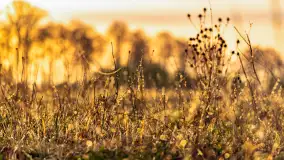 Mazurskie pajęczyny o wschodzie słońca nad jeziorem Dobskim - zdjęcie 15