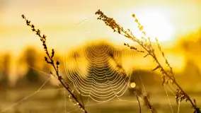 Mazurskie pajęczyny o wschodzie słońca nad jeziorem Dobskim - zdjęcie 41