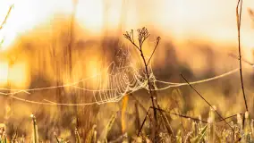 Mazurskie pajęczyny o wschodzie słońca nad jeziorem Dobskim - zdjęcie 11