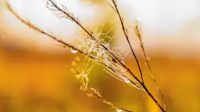 Mazurskie pajęczyny o wschodzie słońca nad jeziorem Dobskim - zdjęcie 44