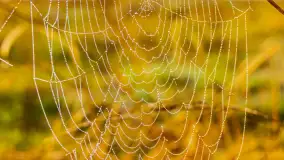 Mazurskie pajęczyny o wschodzie słońca nad jeziorem Dobskim - zdjęcie 31