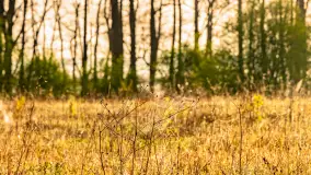 Mazurskie pajęczyny o wschodzie słońca nad jeziorem Dobskim - zdjęcie 24