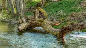 Zabytkowy młyn wodny przy Krutyni, kwiecień 2024 r. - zdjęcie 38