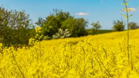 Mazury pełne żółtego koloru, pola rzepaku, maj 2024 r. - zdjęcie 11