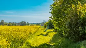 Mazury pełne żółtego koloru, pola rzepaku, maj 2024 r. - zdjęcie 15