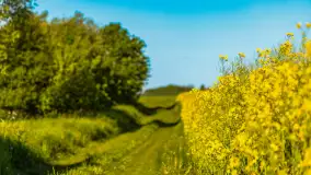 Mazury pełne żółtego koloru, pola rzepaku, maj 2024 r. - zdjęcie 25