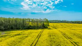 Rzepakowe pola widoczne z lotu ptaka, maj 2024 r. - zdjęcie 5