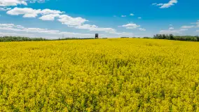 Rzepakowe pola widoczne z lotu ptaka, maj 2024 r. - zdjęcie 15