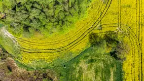 Rzepakowe pola widoczne z lotu ptaka, maj 2024 r. - zdjęcie 25