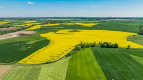 Rzepakowe pola widoczne z lotu ptaka, maj 2024 r. - zdjęcie 37