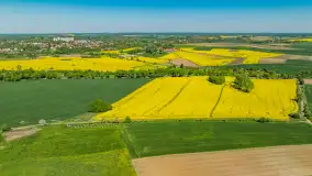 Rzepakowe pola widoczne z lotu ptaka, maj 2024 r. - zdjęcie 9