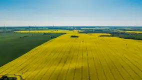 Rzepakowe pola widoczne z lotu ptaka, maj 2024 r. - zdjęcie 23