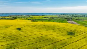 Rzepakowe pola widoczne z lotu ptaka, maj 2024 r. - zdjęcie 56