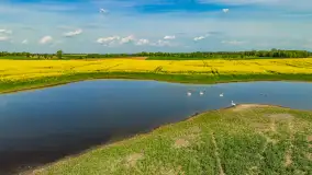 Rzepakowe pola widoczne z lotu ptaka, maj 2024 r. - zdjęcie 38