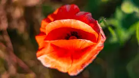 Czerwień mazurskich maków, czerwiec 2024 r. - zdjęcie 15