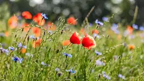 Czerwień mazurskich maków, czerwiec 2024 r. - zdjęcie 32