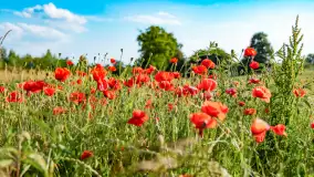 Czerwień mazurskich maków, czerwiec 2024 r. - zdjęcie 2