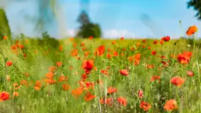 Czerwień mazurskich maków, czerwiec 2024 r. - zdjęcie 4