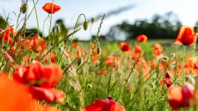 Czerwień mazurskich maków, czerwiec 2024 r. - zdjęcie 23