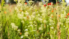 Czerwień mazurskich maków, czerwiec 2024 r. - zdjęcie 19